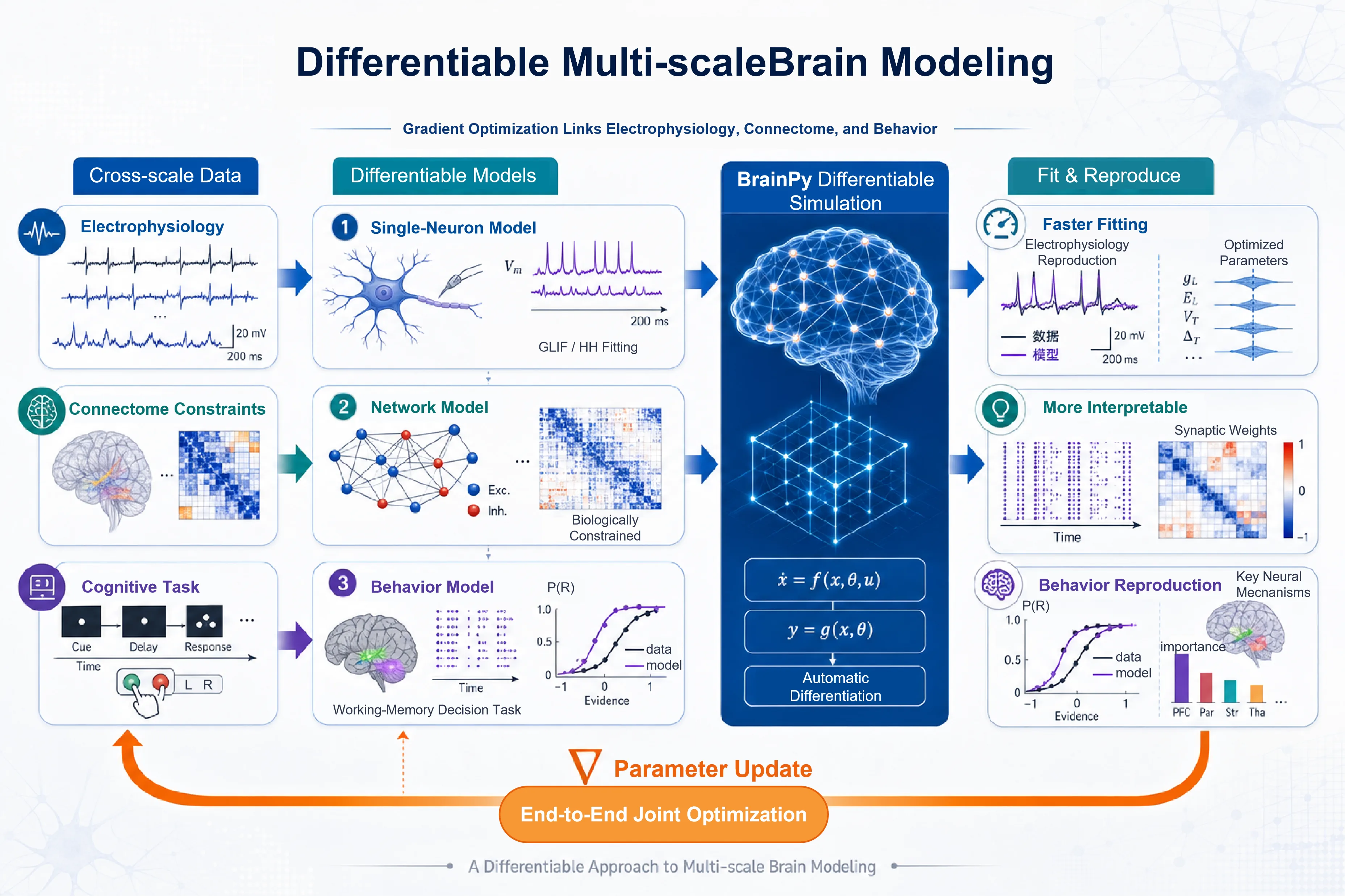 A differentiable approach to multi-scale brain modeling
