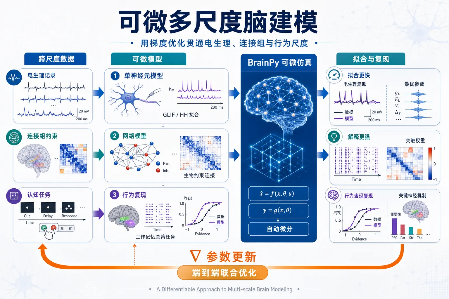 可微多尺度脑建模：用梯度方法跨尺度联合优化
