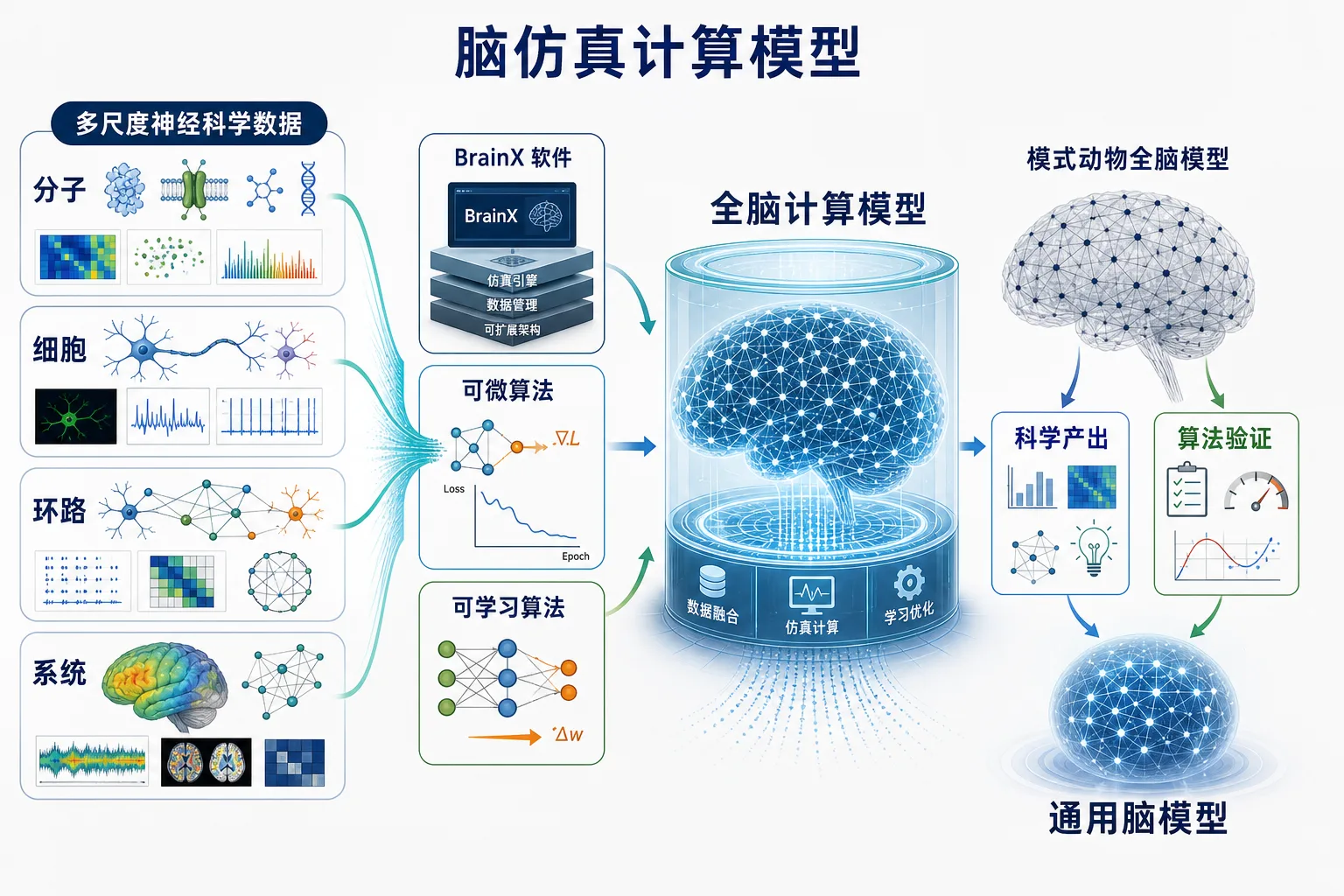脑仿真计算模型