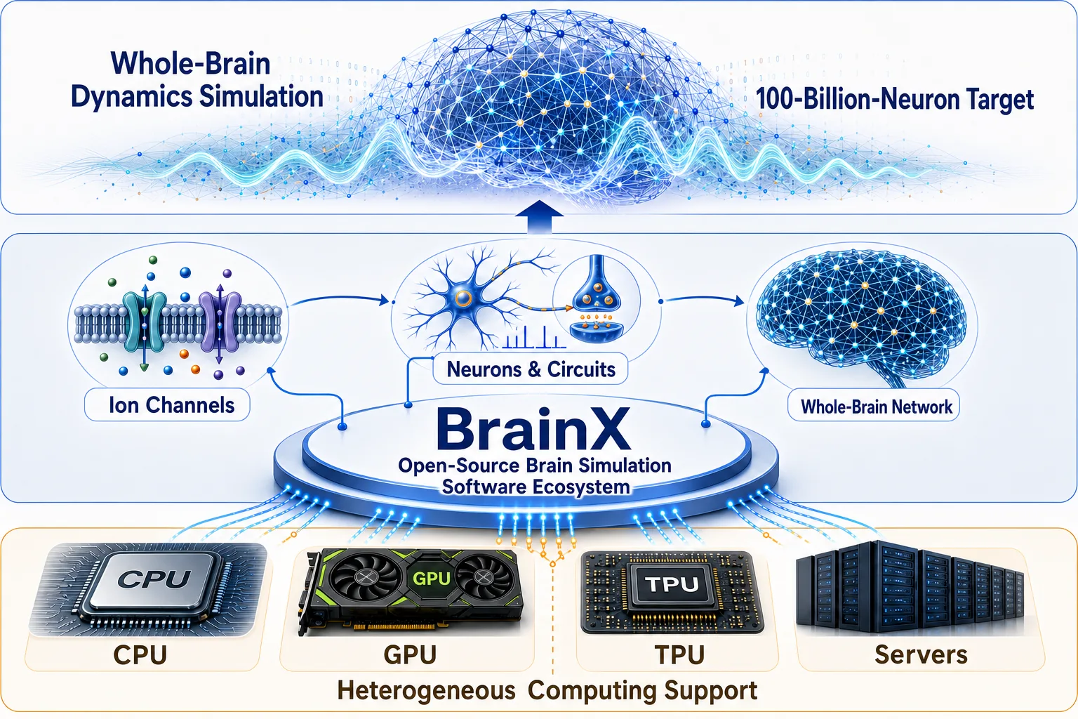 Brain Simulation Software